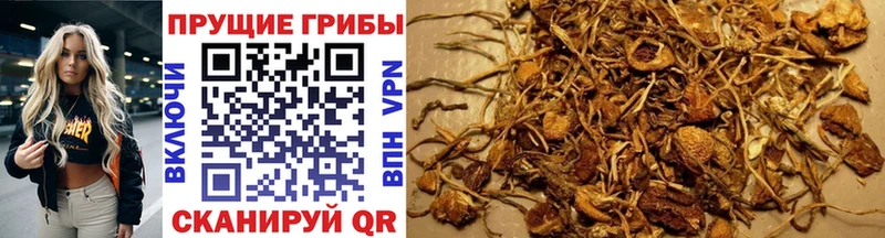 Галлюциногенные грибы Psilocybine cubensis  Купить где  Няндома 